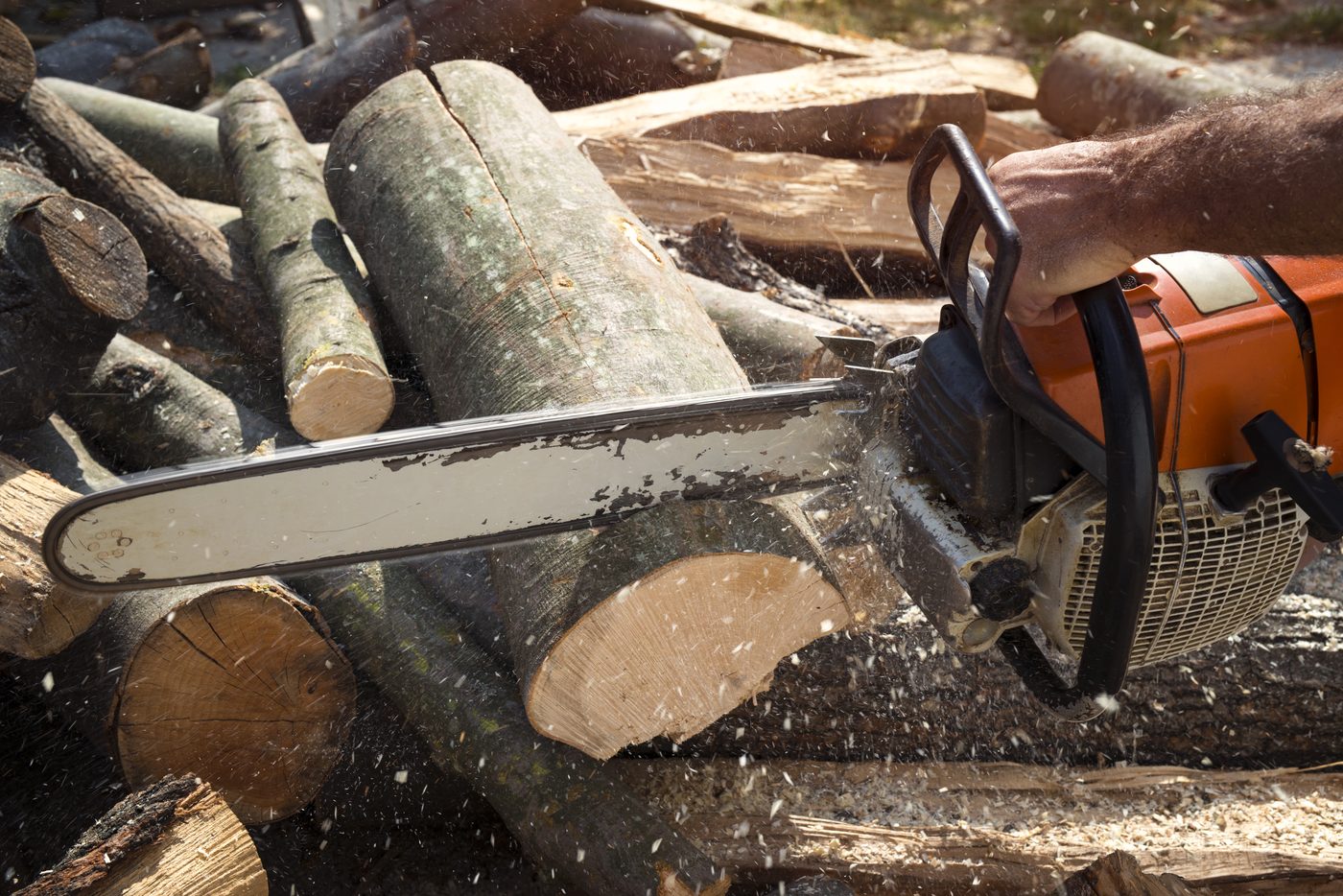 Tree crew trimming a large tree in a Pendleton yard